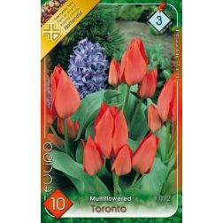 Tulipa multiflowered toronto rózsaszín tulipán virághagyma 10 darab