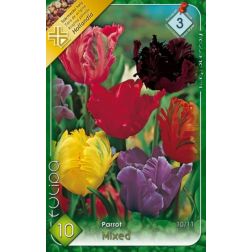 Tulipa parrot mixed vegyes színű tulipán virághagyma 7 darab