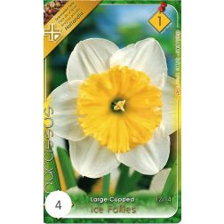 Narcissus large cupped ice follies fehér-sárga nárcisz virághagyma 4 darab