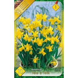Narcissus botanical tete a tete sárga nárcisz virághagyma 8 darab