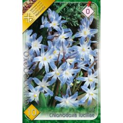 Chionodoxa luciliae kék hófény virághagyma 10 darab