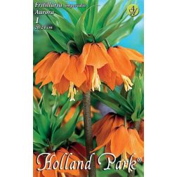 Fritillaria imperialis aurora narancssárga császárkorona virághagyma 1 darab