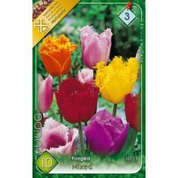 Tulipa fringed mixed vegyes színű tulipán virághagyma 8 darab