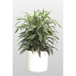 Dracaena