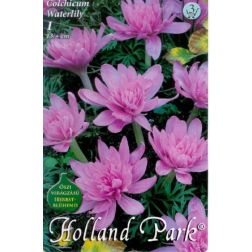 Colchicum waterlily rózsaszín-lila őszi kikerics virághagyma 1 darab