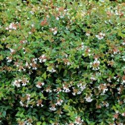 ABELIA GRANDIFLORA CLT. 3 Nagyvirágú abélia
