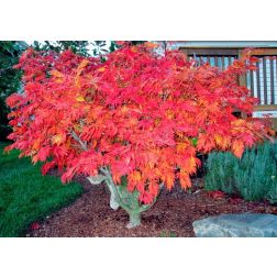 Acer jap."Aconitifolium" LCI10
