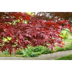 Acer palm."Fireglow" CLT10