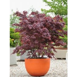 Acer palm."Bloodgood" CLT10