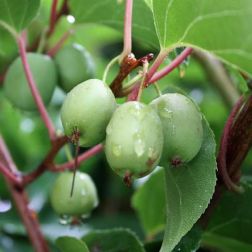 Actinidia arguta "Issai" Kiwi balkon öntermékeny gyümölcsfa