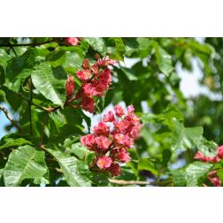 Aesculus carnea "Briotii" CLT35 közönséges vadgesztenye