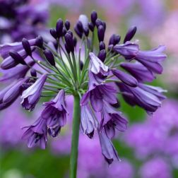 AGAPANTHUS 'POPPIN' PURPLE'® (EVERPANTHUS® 'POPPIN' PURPLE') CLT. 5 szerelemvirág
