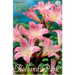 Hippeastrum amaryllis belladonna rózsaszín hölgyliliom virághagyma 1 darab