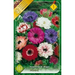 Anemone st. brigid mixed vegyes színű szellőrózsa virághagyma 10 darab