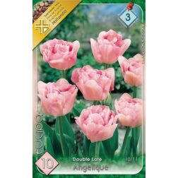 Tulipa double late angelique rózsaszín tulipán virághagyma 7 darab