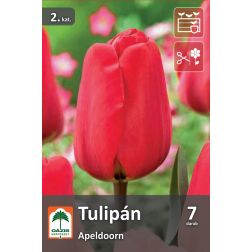 Oázis Tulipa Apeldoorn tulipán virághagyma 7 db