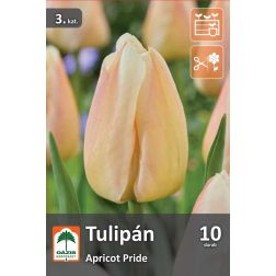 O&aacute;zis Tulipa Apricot pride tulip&aacute;n vir&aacute;ghagyma 10 db
