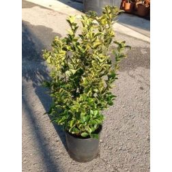 Aranytarka japán kecskerágó Euonymus Japonica "El. Aureus" CLT10