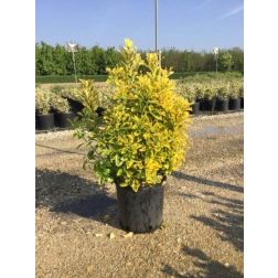 Aranytarka japán kecskerágó Euonymus Japonica "El. Aureus" CLT5