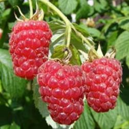 Oázis málna - Ribes idaeus "Aroma Queen" - konténeres, bőtermő, nagyon ízletes c2 40/50