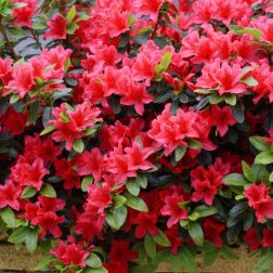 AZALEA JAPONICA LITTLE RED  CLT. 7  Japán azálea