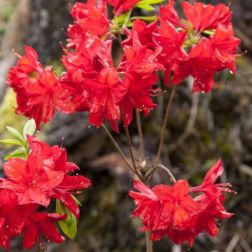 AZALEA MOLLIS NABUCCO  CLT. 20  Azálea
