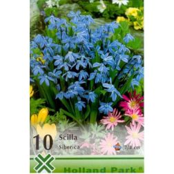Scilla siberica kék bókoló csillagvirág virághagyma 10 darab