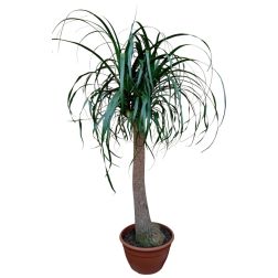 Beaucarnea recurvata elefántláb szobanövény 30 cm-es tálban, 90 cm magas, elágazó