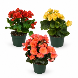 Begonia elatior beg&oacute;nia szoban&ouml;v&eacute;ny 12 cm-es cser&eacute;pben, vegyes sz&iacute;nekben