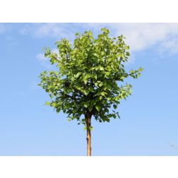 Gömbnyír Betula Pendula "Magical G." törzses CLT18