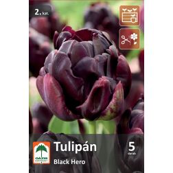 Oázis Tulipa Black Hero tulipán virághagyma 5 db