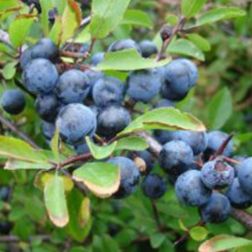 Oázis kökény - Prunus spinosa - konténeres, fanyar ízű,tövises c2 40/50