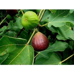 FICUS CARICA BROWN TURKEY CLT. 6 HALF STANDARD F&uuml;ge