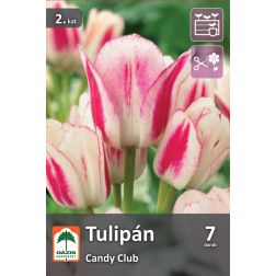 O&aacute;zis Tulipa Candy Club tulip&aacute;n vir&aacute;ghagyma 7 db