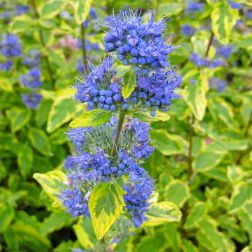 O&aacute;zis K&eacute;kszak&aacute;ll - Caryopteris 19 cm-es cser&eacute;pben