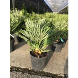 CHAMAEROPS HUMILIS COMPACTA CLT. 15 MULTI-STEMMED K&eacute;k k&uacute;posp&aacute;lma