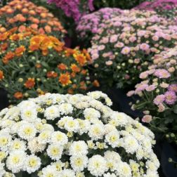 Chrysanthemum G&ouml;mb krizant&eacute;m 17 cm-es cser&eacute;pben, vegyes sz&iacute;nekben