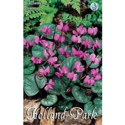 Cyclamen coum rózsaszín-fehér kereklevelű ciklámen virághagyma 3 darab