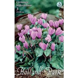 Cyclamen hederifolium rózsaszín-fehér borostyánlevelű ciklámen virághagyma 3 darab