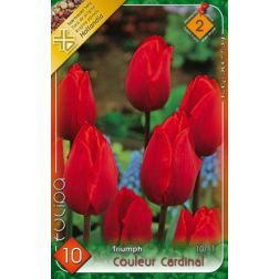 Tulipa triumph couleur cardinal/triumph red piros tulipán virághagyma 6 darab