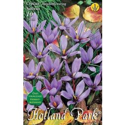Crocus sativus lila valódi sáfrány virághagyma 10 darab