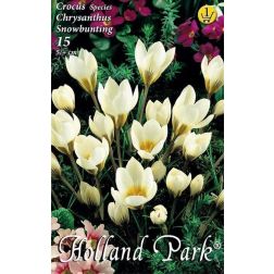 Crocus species chrysanthus snowbunting fehér botanikai krókusz virághagyma 10 darab
