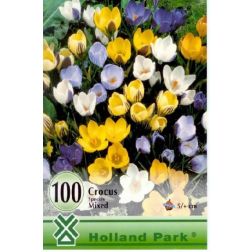 Crocus botanical mixed vegyes színű botanikai krókusz virághagyma "óriás csomag" 100 darab