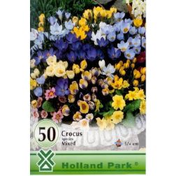 Crocus botanical mixed vegyes színű botanikai krókusz virághagyma "óriás csomag" 50 darab