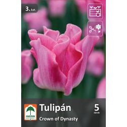 O&aacute;zis Tulipa Crown of Dynasty tulip&aacute;n vir&aacute;ghagyma 5 db