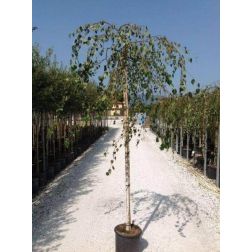 Betula pendula "Youngii" 1/2T CLT18