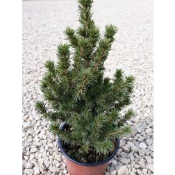 Picea Glauca cukors&uuml;vegfenyő 13 cm-es cser&eacute;pben, kb. 30-40 cm magas