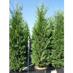 Cupressocyparis Leylandii Pyramidalis ("2001") CLT18-as cserépben 175/200 cm (csak áruházi átvétellel)