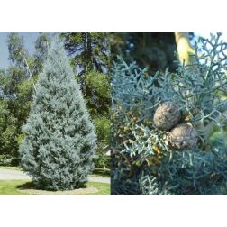 Cupressus a."Fastigiata" CLT18 1/2T