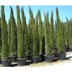 CUPRESSUS SEMPERV. PYRAMIDALIS CLT. 12 125/150 Piramisos örökzöld cédrus